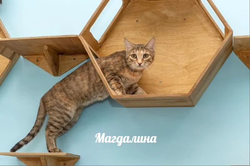 Кошка по кличке Магдалина