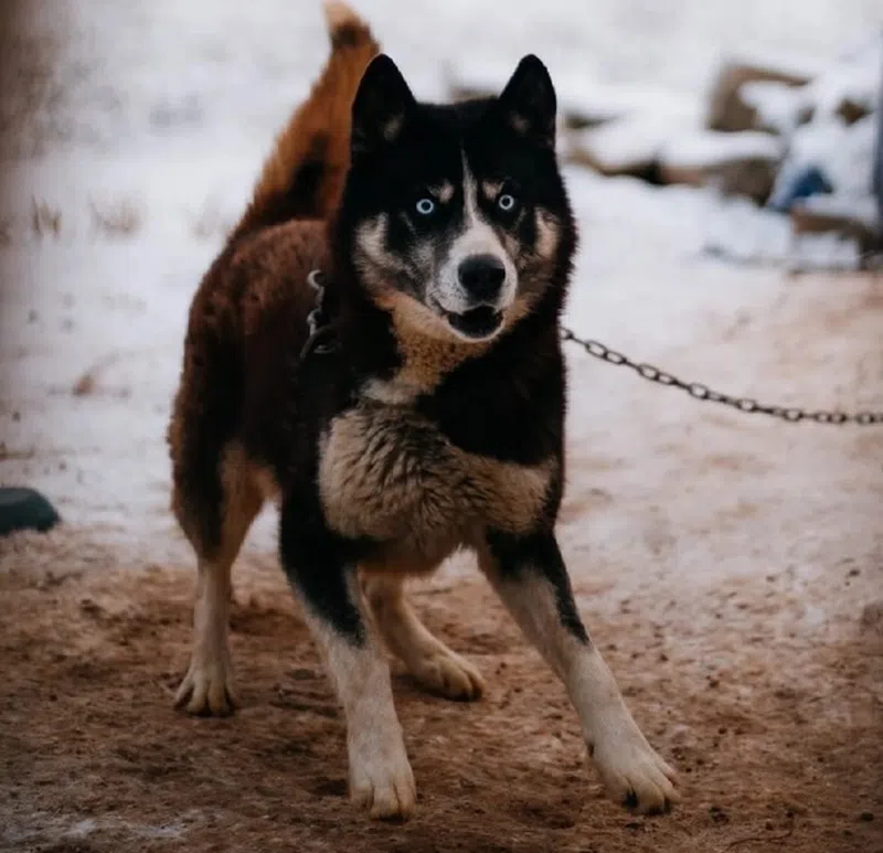 Собака по кличке Байкал