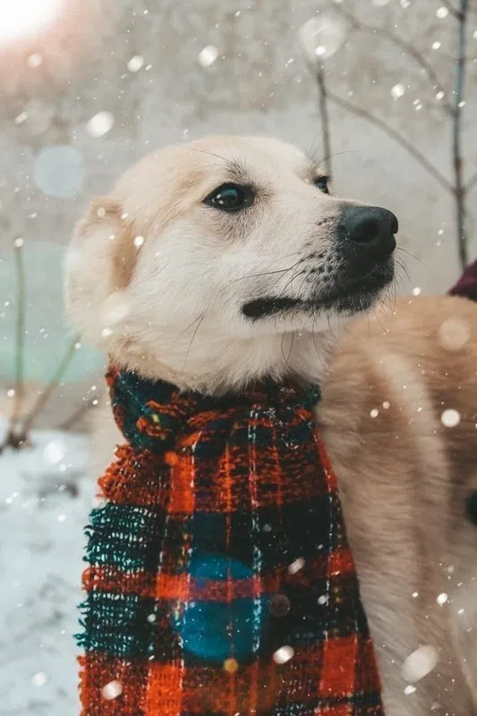 Собака по кличке Снежок