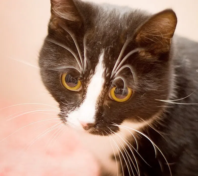 Кошка по кличке Тошка- Антошка