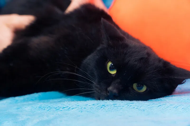 Кошка по кличке Муся чёрная